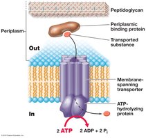 Mechanism of an ABC transporter