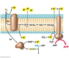 Generation and use of proton motive force by electron transport chain and ATP synthase