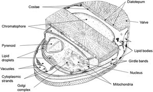 Diatom cell walls composed of silica