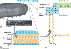 Phospholipid bilayer structure in Bacteria and Eukarya