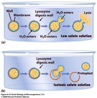 Lysozyme action on peptidoglycan and resulting cell lysis