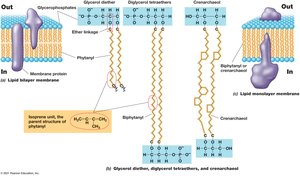 Archaeal membrane structure with ether linkages and phytanyl chains