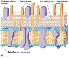 Teichoic acids in Gram-positive cell wall