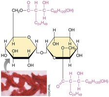 Mycolic acid structure in Mycobacterium