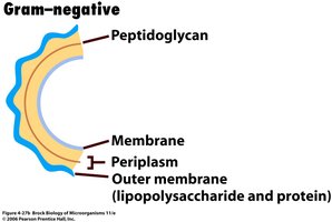 Diagram of Gram-negative cell envelope