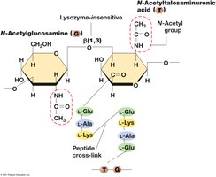 Pseudomurein structure in archaeal cell wall