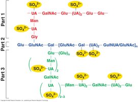 Polysaccharide cell wall in Halococcus