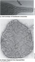 S-layer structure in prokaryotic cell wall