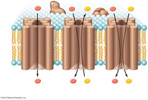 Types of active transport: uniporter, symporter, antiporter