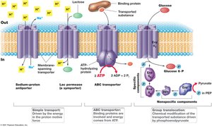 Three classes of transport systems: simple transport, group translocation, ABC transporter