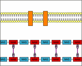 Diagram showing the role of transpeptidase in peptidoglycan synthesis