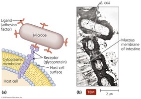 Microbial adhesion to host cell