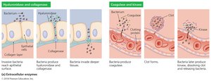 Extracellular enzymes: hyaluronidase, collagenase, coagulase, kinase