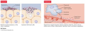 Exotoxins and endotoxins diagram