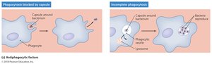 Antiphagocytic factors diagram