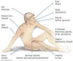 Portals of exit in human body