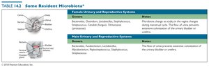 Resident microbiota of urinary and reproductive systems