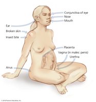 Portals of entry in human body