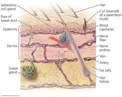 Skin structure and parenteral route
