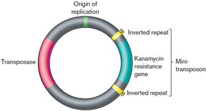 Structure of a mini-transposon with transposase, kanamycin resistance gene, and inverted repeats