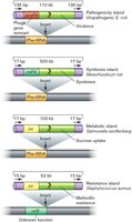 Genomic islands acquired by horizontal gene transfer