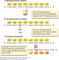 Different classes of mutations: missense, nonsense, frameshift, inversion
