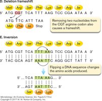 Frameshift and inversion mutations