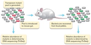 Transposon mutant pool screening in mouse gut using TnSeq