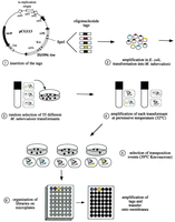 Signature-tagged mutagenesis workflow