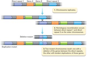 Gene duplication and divergence leading to deletion and duplication mutants