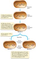 Paralogous versus orthologous gene relationships
