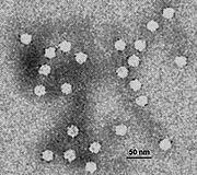 Canine parvovirus electron micrograph