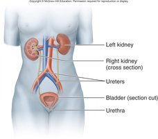 Diagram of the urinary tract