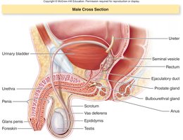 Male reproductive anatomy cross-section