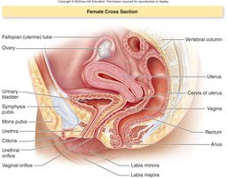 Female reproductive anatomy cross-section