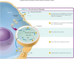Life cycle of Chlamydia