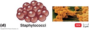 Staphylococci