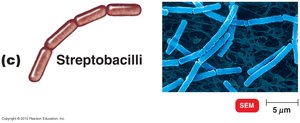 Diplococci and Streptococci
