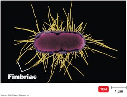 Fimbriae