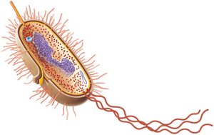 Structure of a prokaryotic cell