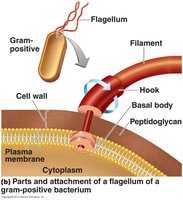 Parts and attachment of a flagellum