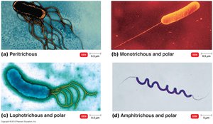 Arrangements of bacterial flagella