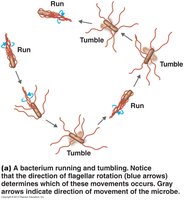 Peritrichous flagella