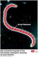 Axial filament in spirochete