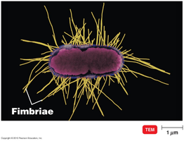 Fimbriae