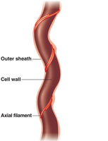 Axial filament structure