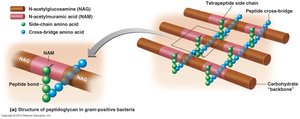 Peptidoglycan structure