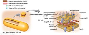 Gram-negative cell wall