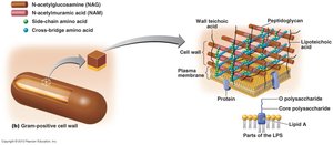 Gram-positive cell wall structure