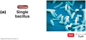 Single bacillus